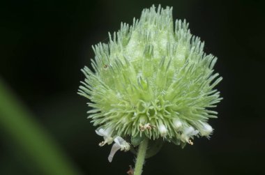 close shot of hyptis brevipes poit