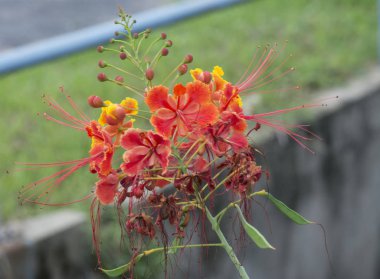 close shot of caesalpinia pulcherrima flower