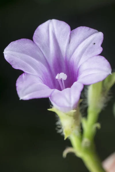 Piccolo Fiore Selvatico Ipomoea Triloba — Foto Stock