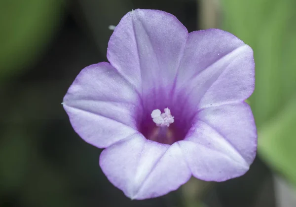 Salvaje Pequeña Flor Ipomoea Triloba —  Fotos de Stock