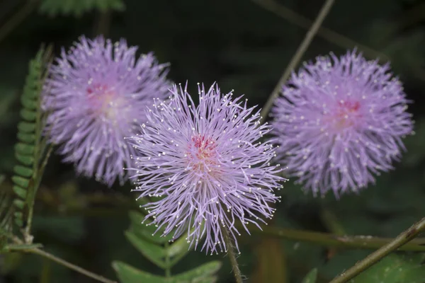 Gros Plan Mimosa Pudica — Photo