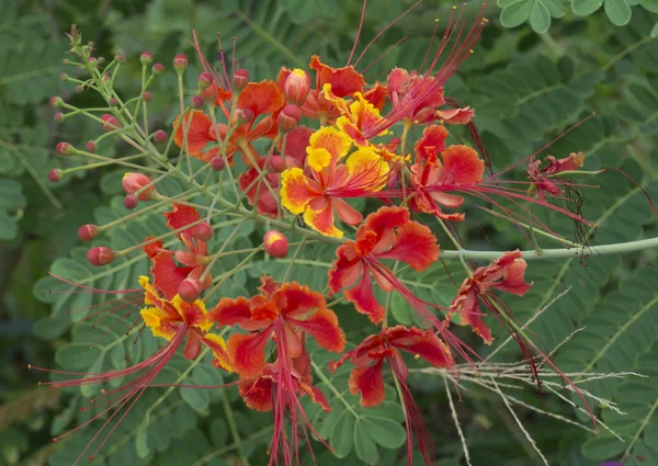 Close Shot Caesalpinia Pulcherrima Flower — Stock Photo, Image