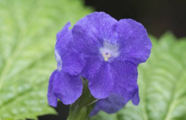 close shot of stachytarpheta jamaicensis plant