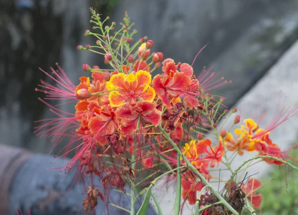 Close Shot Caesalpinia Pulcherrima Flower — Stock Photo, Image