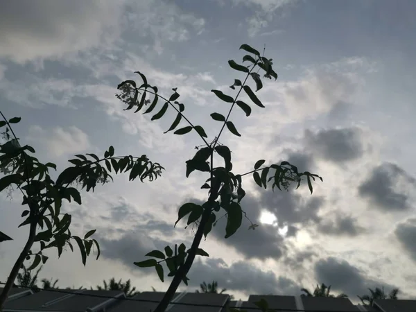 Galhos Folha Com Pôr Sol Brilhante Noite — Fotografia de Stock