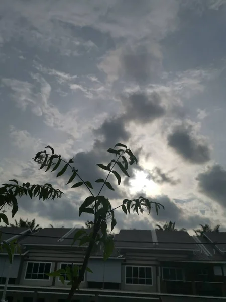 Brindilles Feuilles Avec Coucher Soleil Soir Lumineux — Photo