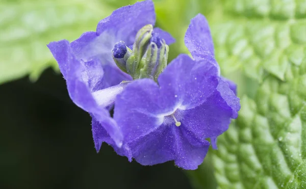 Disparo Cercano Stachytarpheta Jamaicensis Planta — Foto de Stock