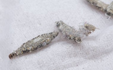 Tinea pellionella bagworm 'a yakın çekim.