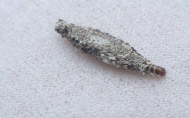 close shot of tinea pellionella bagworm clipart