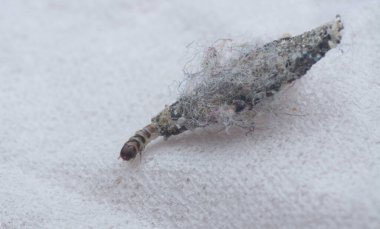 close shot of tinea pellionella bagworm clipart