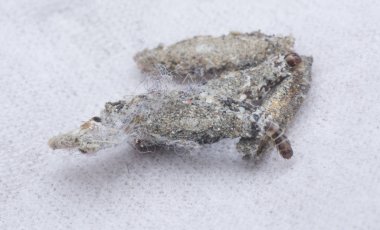 Tinea pellionella bagworm 'a yakın çekim.