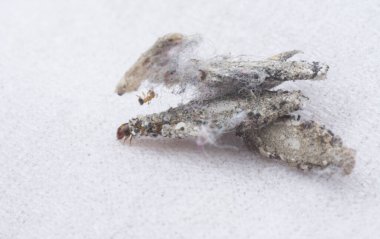 Tinea pellionella bagworm 'a yakın çekim.