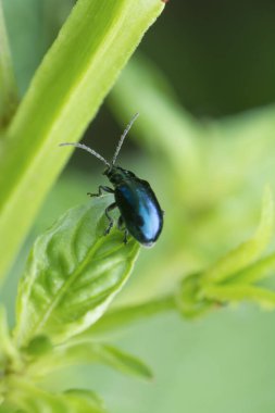 Mavi nane yaprağı böceğinin yakın çekimi
