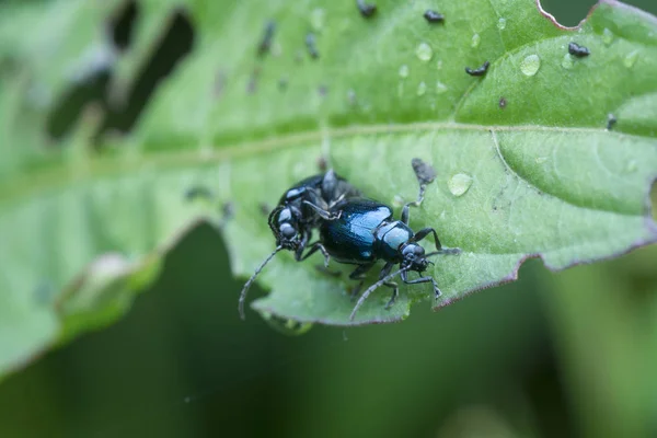 Tiro Cerca Escarabajo Hoja Menta Azul — Foto de Stock