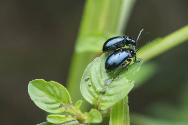 Nahaufnahme Des Blauen Minzblättrigen Käfers — Stockfoto