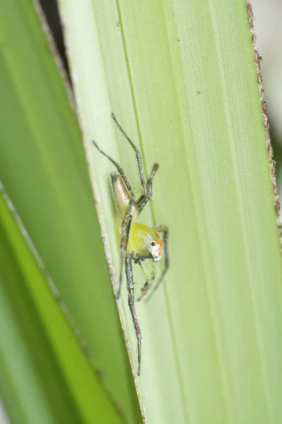 Tiro Cercano Araña Épeus —  Fotos de Stock