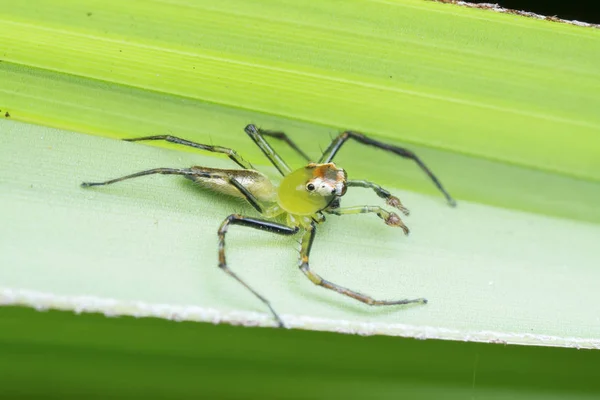 Close Shot Epeus Spider — Stock Photo, Image