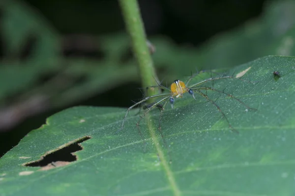 Tiro Cercano Lince Araña Macho —  Fotos de Stock