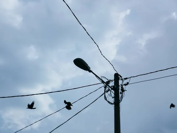 Lookup Sky Streetlamp Crows — Stock Photo, Image