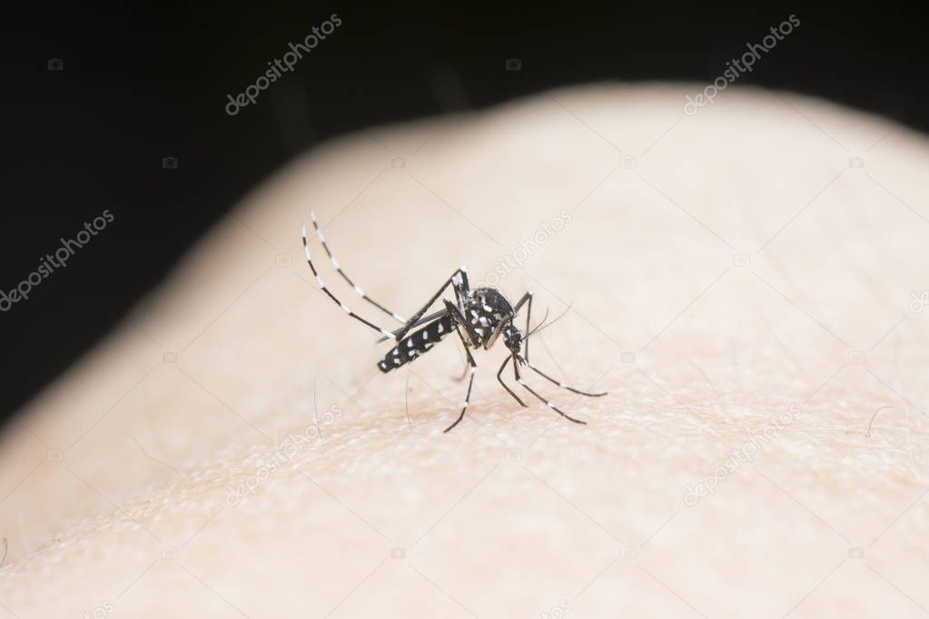 mosquito sucking blood from human body
