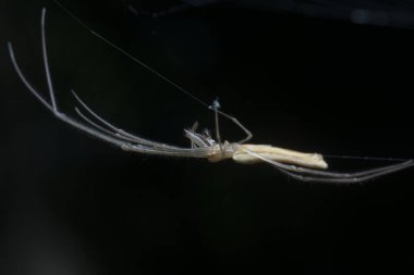 uzun çeneli orb weaver