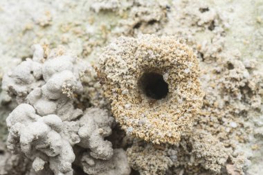 Kum Solucanı dışkısıyla çevrili bir karınca yuvası..