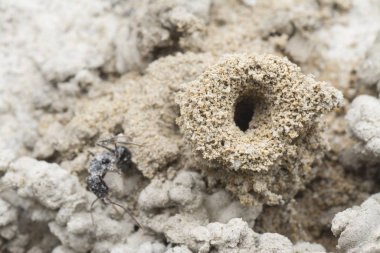 Kum Solucanı dışkısıyla çevrili bir karınca yuvası..
