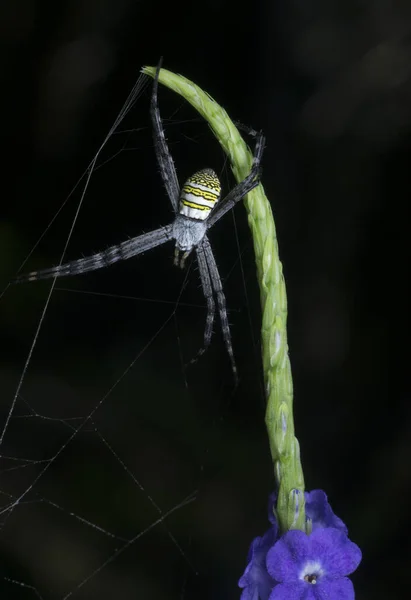 Close Shot Andrew Cross Spider — стоковое фото