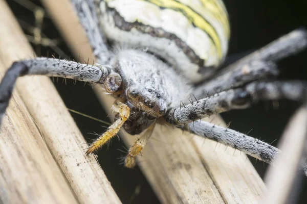 Tiro Cercano Araña Cruzada Andrew — Foto de Stock