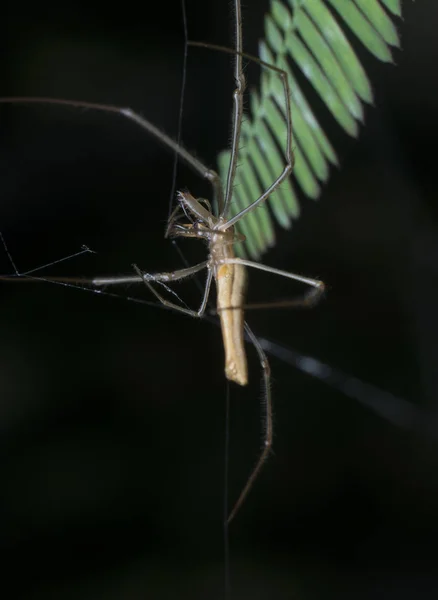 Tecelão Orbe Mandíbula Comprida — Fotografia de Stock