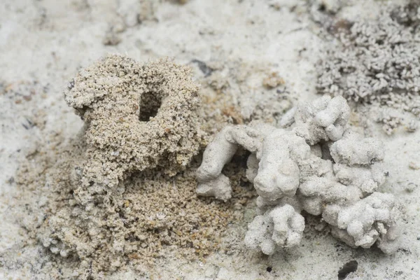 Μυρμηγκοφωλιά Που Περιβάλλεται Από Περιττώματα Σκουληκιών — Φωτογραφία Αρχείου