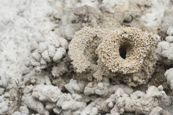 Kum Solucanı Dışkısıyla Çevrili Bir Karınca Yuvası — Stok fotoğraf