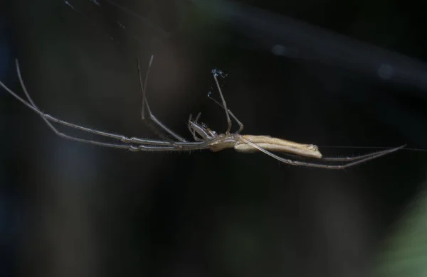 Tecelão Orbe Mandíbula Comprida — Fotografia de Stock