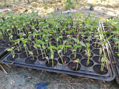 Tarım lagenaria siceraria çiftliği manzarası