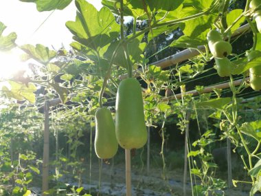 Tarım lagenaria siceraria çiftliği manzarası