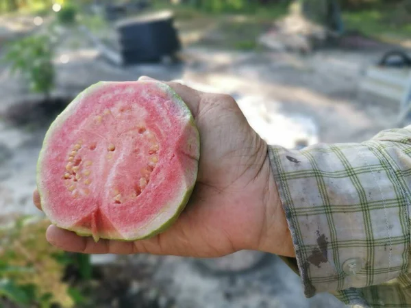 Scéna Pěstování Růžové Psidium Guajava Farma — Stock fotografie