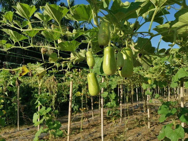 Cena Cultivo Lagenaria Siceraria Farm — Fotografia de Stock