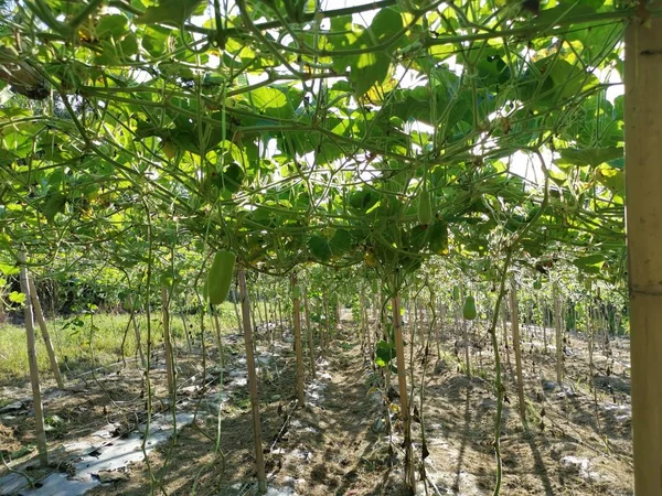 栽培豆科植物的场所 — 图库照片