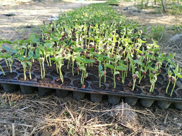 栽培豆科植物的场所 — 图库照片