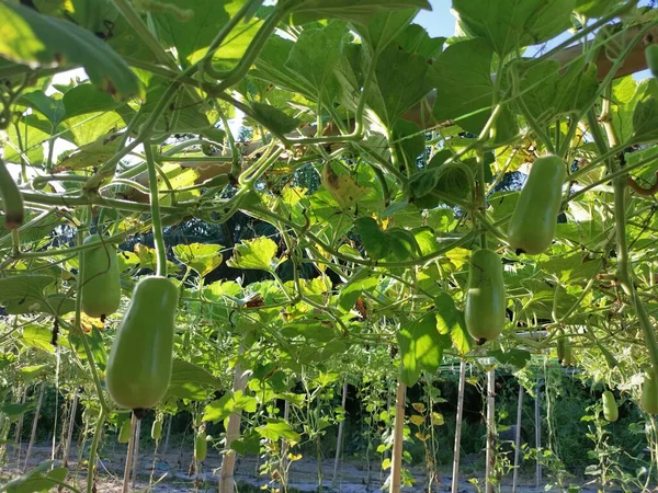 Cena Cultivo Lagenaria Siceraria Farm — Fotografia de Stock