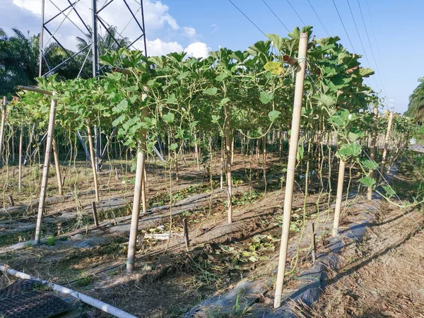 Anbauszene Auf Dem Bauernhof Von Aria Siceraria — Stockfoto