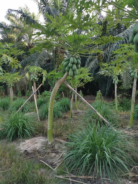 Escena Granja Cultivo Papaya — Foto de Stock