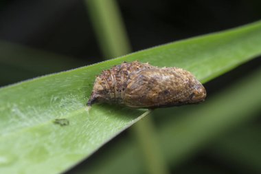 Bilinmeyen kahverengi tereyağlı pupa sahnesinin yakın çekimi