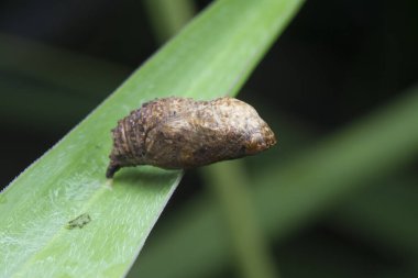 Bilinmeyen kahverengi tereyağlı pupa sahnesinin yakın çekimi