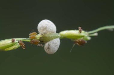 Ot sapında küçük beyaz chrysoperla carnea yumurtaları