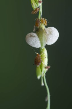 Ot sapında küçük beyaz chrysoperla carnea yumurtaları