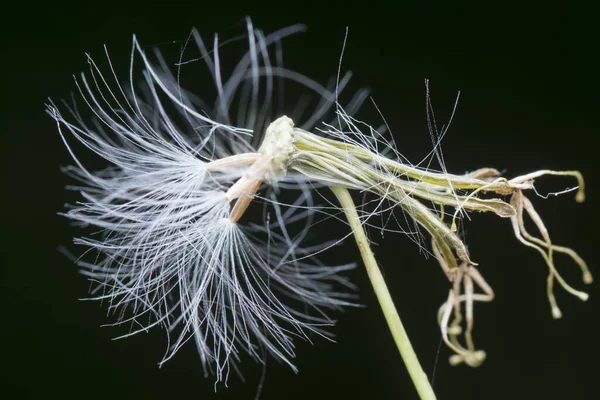 Plano Cerrado Cyanthillium Cinereum Seco — Foto de Stock