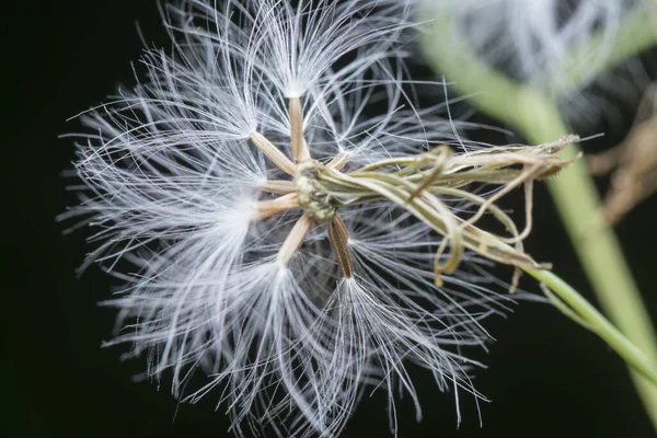 Zblízka Snímek Sušeného Cyanthillium Cinereum — Stock fotografie