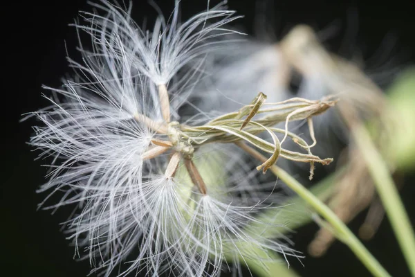 Plano Cerrado Cyanthillium Cinereum Seco — Foto de Stock