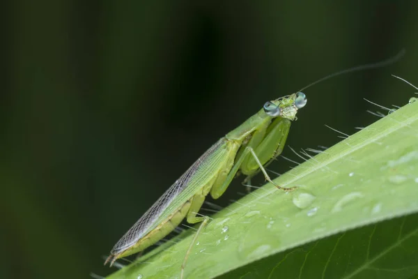 Tiro Cerca Bebé Pequeño Ninfa Mantis Religiosa —  Fotos de Stock